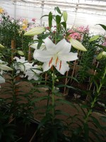 [4235 Casa Blanca TYS No101.JPG]